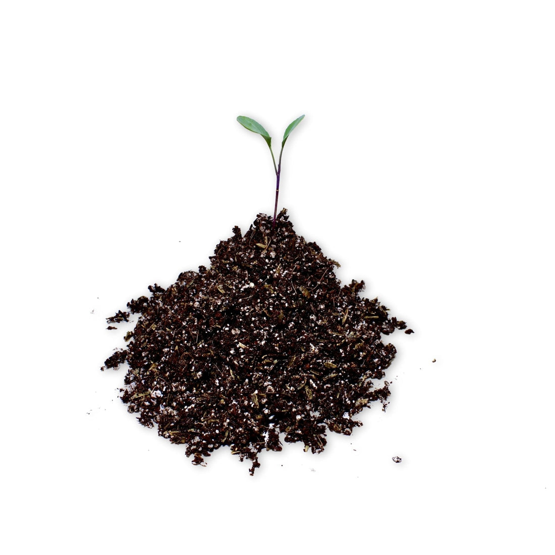A healthy vibrant green seedling sprouting from a mound of high quality Bosesgreenlife Expert Lightweight Seed Starting Mix for the master guide to soil mixing.
