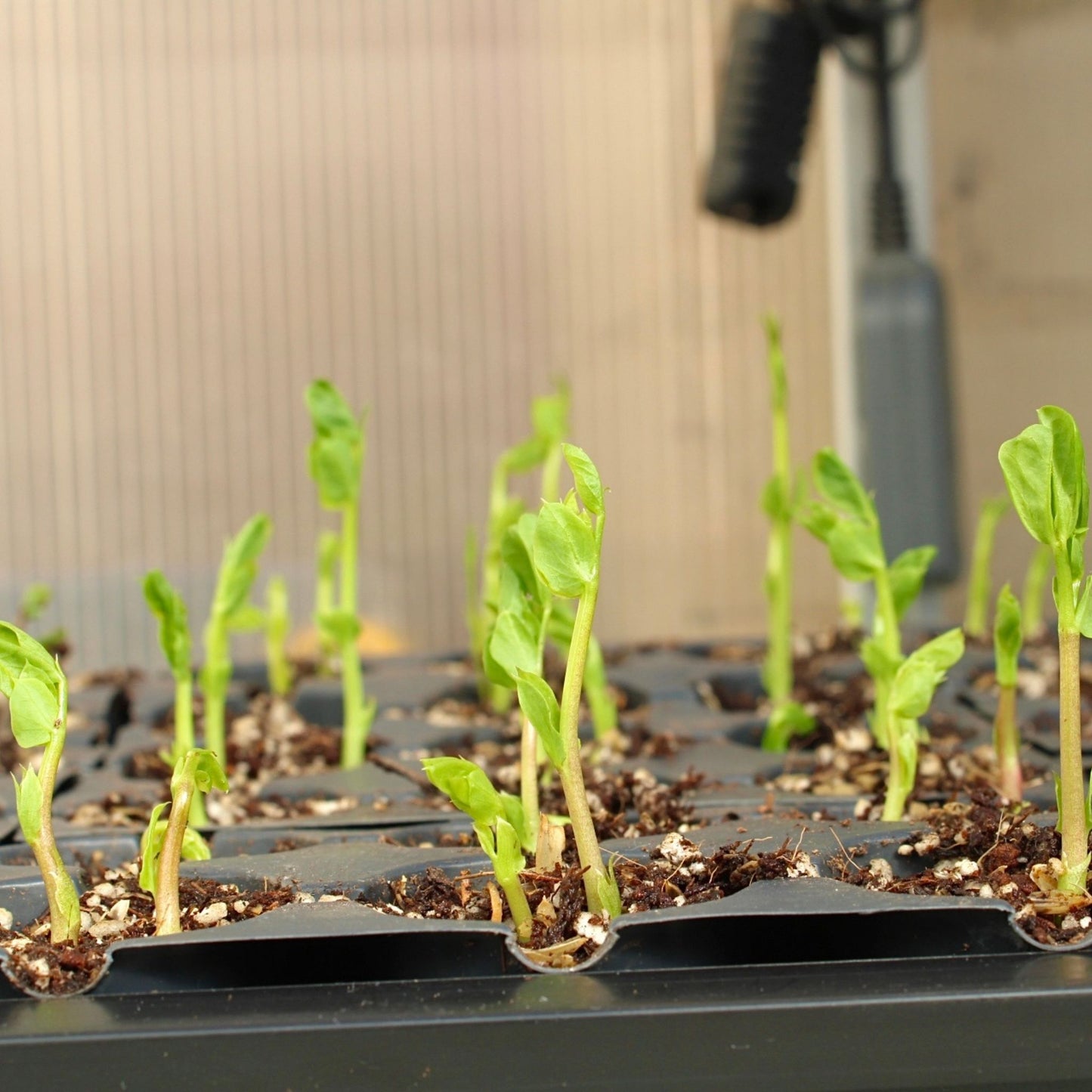 Beginner Single Bag: EXPERT LIGHTWEIGHT SEED STARTING MIX