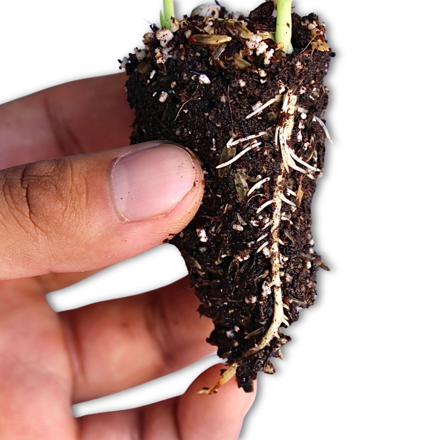 Beginner Single Bag: EXPERT LIGHTWEIGHT SEED STARTING MIX