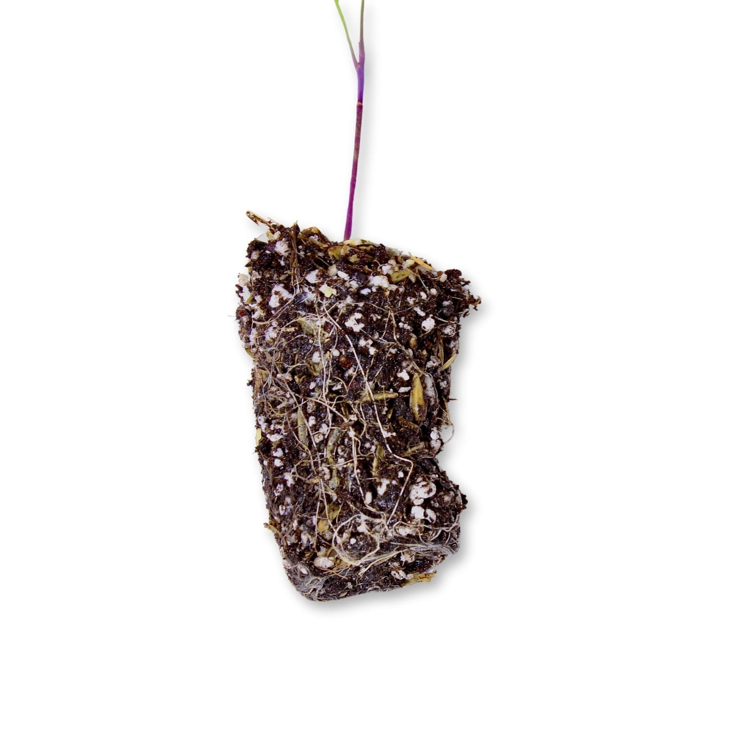 Beginner Single Bag: EXPERT LIGHTWEIGHT SEED STARTING MIX