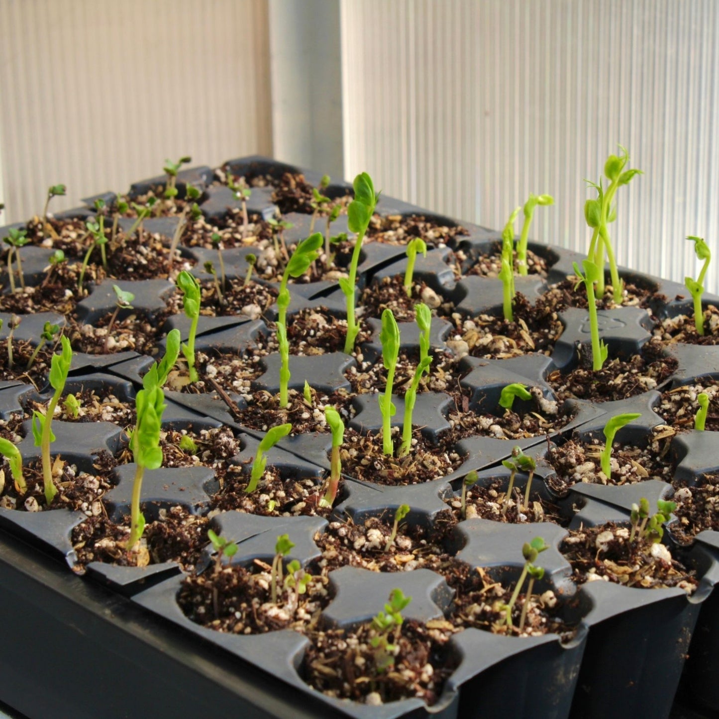 Beginner Single Bag: EXPERT LIGHTWEIGHT SEED STARTING MIX