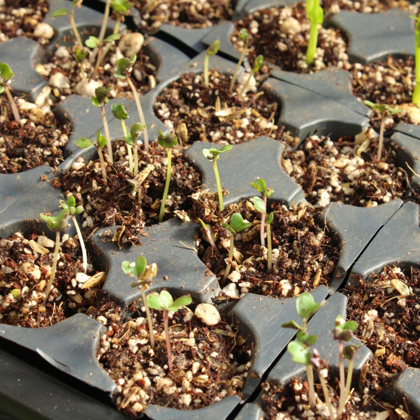 Beginner Single Bag: EXPERT LIGHTWEIGHT SEED STARTING MIX